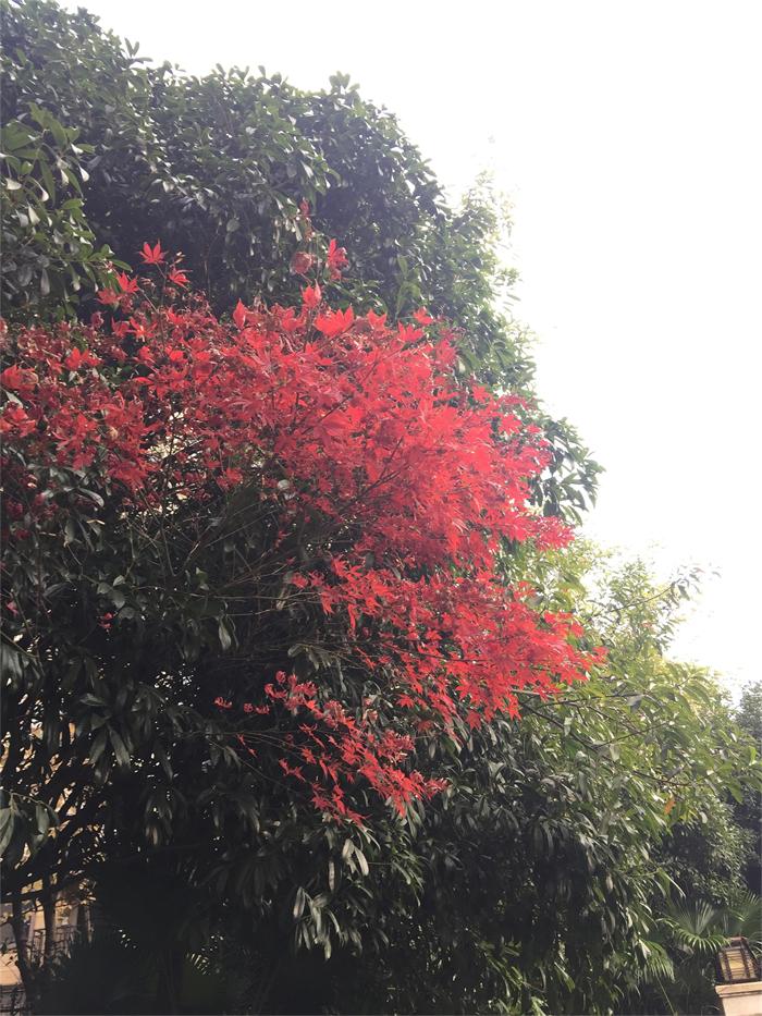 深冬桂林 深冬桂林